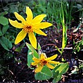 Woods Flower