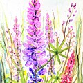 Montana Lupine