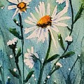 The Daisies