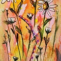 More Daisies Please