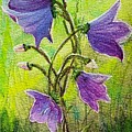 Blue Bells