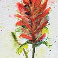 Indian Paintbrush