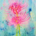 Spider Lilly